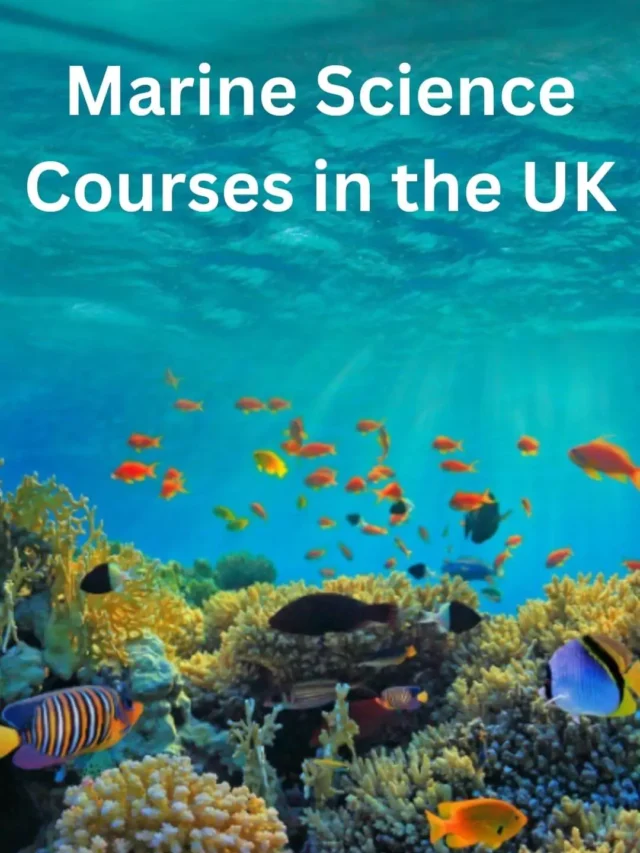 Exploring the Depths: Marine Science Courses in the UK